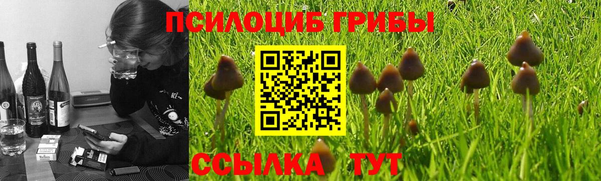 Тулун  Галлюциногенные грибы GOLDEN TEACHER  Вход с VPN  Псилоцибиновые грибы мицелий 